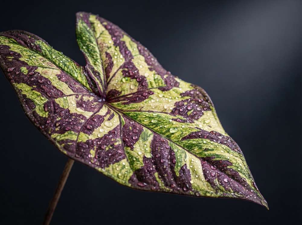 蜜桃传媒植物测评视频