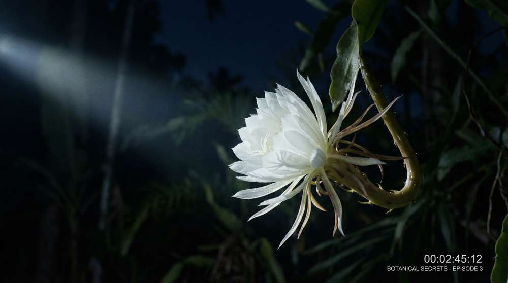 蜜桃传媒植物视频-夜间开花延时摄影